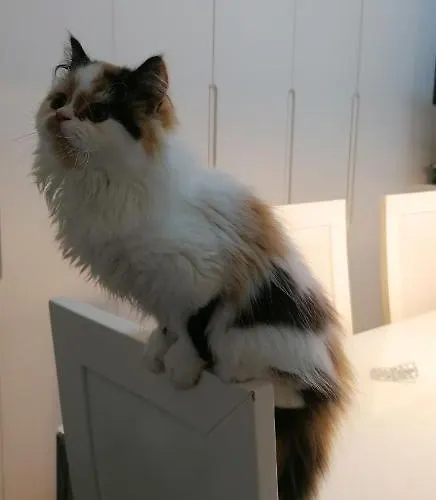 Ubytování v soukromí Silver *