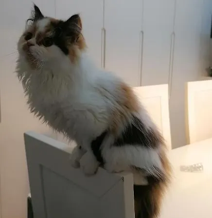 Проживание в семье Silver *