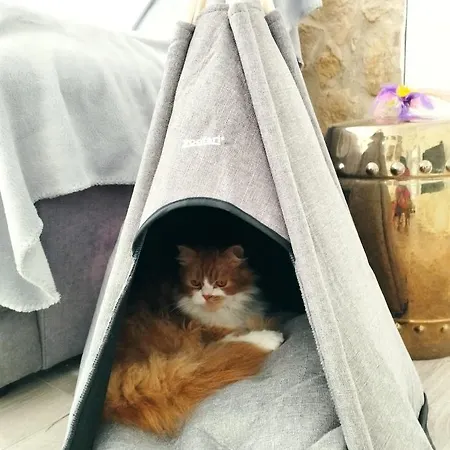 Silver Проживание в семье *